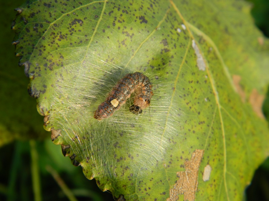 Dalla larva all''adulto: Subacronicta megacephala, Noctuidae